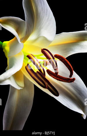 White Stargazer Lily. Foto Stock