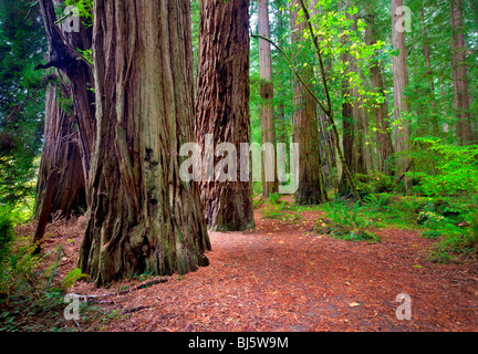 Redwoods con percorso e grandi foglie di acero in autunno a colori. Jedediah Smith Redwoods State Park, California Foto Stock