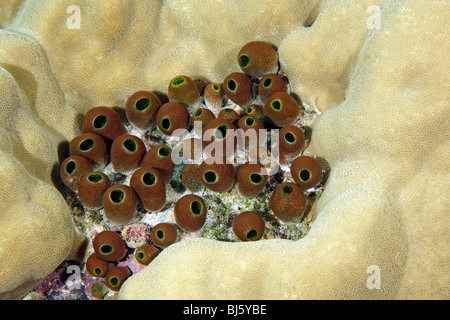 Colonia di ascidie, o Tunicati, Atriolum robustum, vivendo tra Porites Corallo. Foto Stock