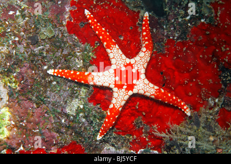Collana stelle marine, chiamato anche piastrellate di stelle marine o stella di mare, Fromia monilis. Foto Stock