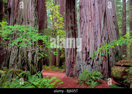 Redwoods con percorso e grandi foglie di acero in autunno a colori. Jedediah Smith Redwoods State Park, California Foto Stock