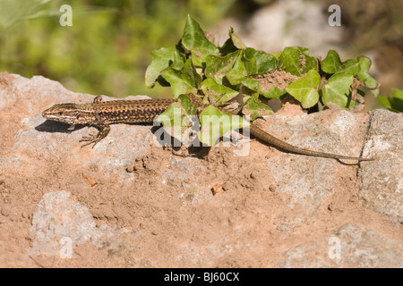 Lucertola muraiola (Podarcis muralis). Maschio adulto. Spargimento di pelle (ecdysis) o 'sloughing' inizio dalla testa e spalle. Foto Stock