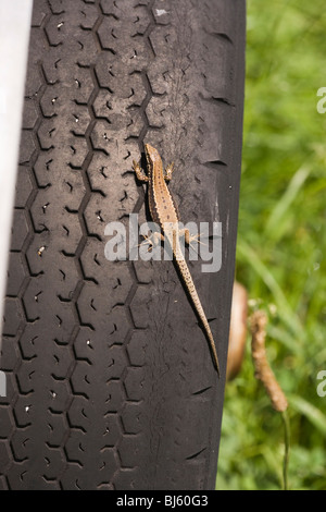 Lucertola muraiola (Podarcis muralis). In fase di riscaldamento al sole sul pneumatico in gomma di un veicolo agricolo. La termoregolazione. Foto Stock