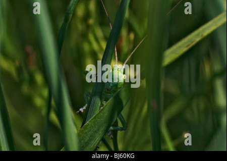 Macro di insetti, la Russia, la regione di Mosca Foto Stock
