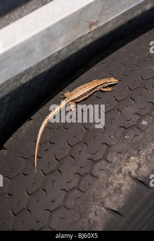 Lucertola muraiola (Podarcis muralis). Femmina gravido crogiolarsi su un sole caldo pneumatico in gomma su una fattoria carrello. La termoregolazione. Spagna. Foto Stock