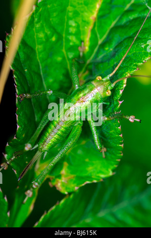 Il Grasshopper è un insetto del sottordine Caelifera nell'ordine Orthoptera. Foto Stock