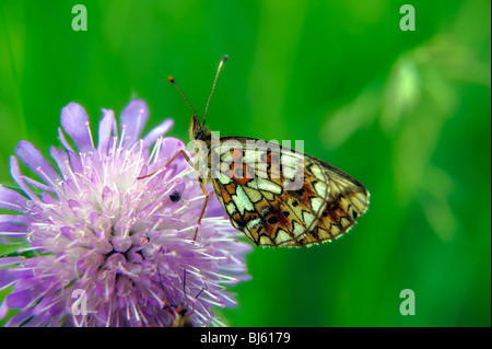 Macro di insetti, la Russia, la regione di Mosca Foto Stock