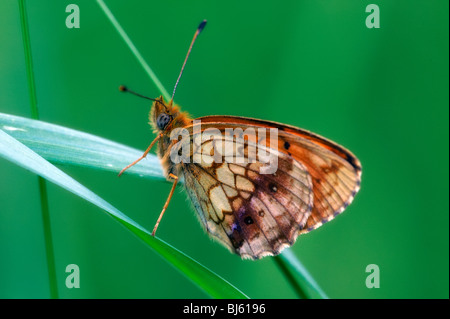Macro di insetti, la Russia, la regione di Mosca Foto Stock
