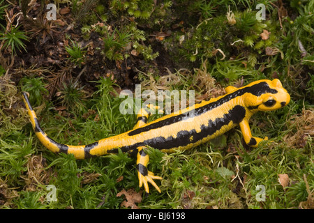 Pirenei salamandra pezzata (Salamandra salamandra fastuosa). Cantabrici, nel nord della Spagna. Foto Stock