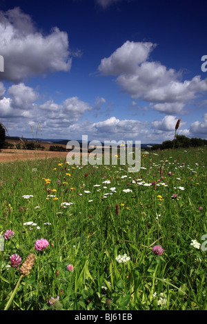 Prati fioriti con vista del paesaggio ceco Foto Stock