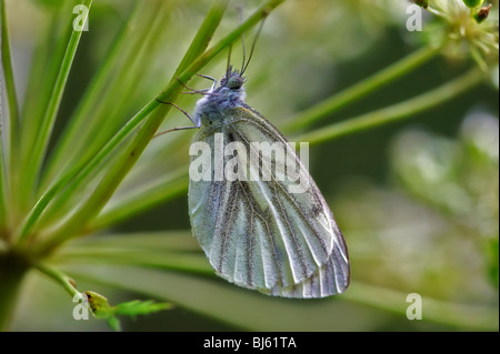 Macro di insetti, la Russia, la regione di Mosca Foto Stock