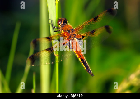 Macro di insetti, la Russia, la regione di Mosca Foto Stock