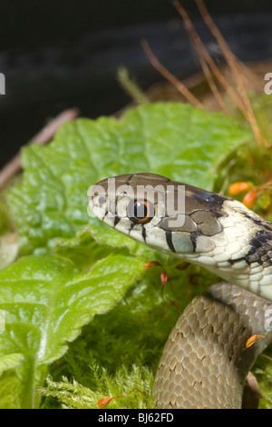 Lo spagnolo Biscia dal collare (Natrix natrix astreptophora). Immaturi. Cantabria, Spagna. Foto Stock