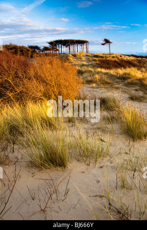 Nel tardo pomeriggio la cattura della luce le erbe e gli alberi a Formby punto Foto Stock