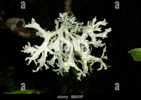 Muschio di quercia, evernia prunastri' Foto Stock