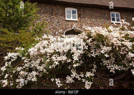 Regno Unito, Inghilterra, Norfolk, Happisburgh, clematis crescente della parete di pietra focaia idilliaco di fronte cottage con il tetto di paglia Foto Stock