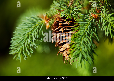 Albero sempreverde Pino e sfondo a cono Foto Stock