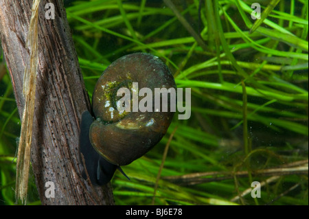 Grande ramshorn snail Planorbarius corneus Foto Stock