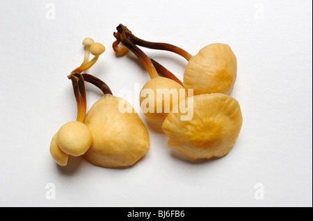 Enokitake, chiamato enokidake o enoki, su bianco. Foto Stock