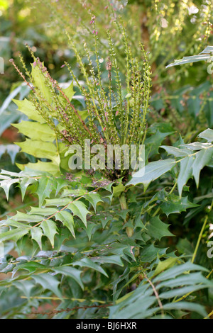 Oregon uva, Mahonia x media "sole invernale", Berberidaceae Foto Stock