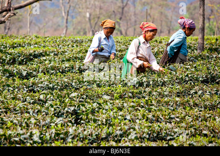 I campi di tè Darjeeling in India Foto Stock