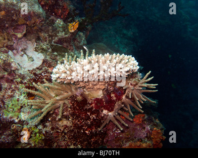 Indonesia Sulawesi, Wakatobi. Parco Nazionale, Coral reef subacqueo, diversi colorati coralli duri Foto Stock