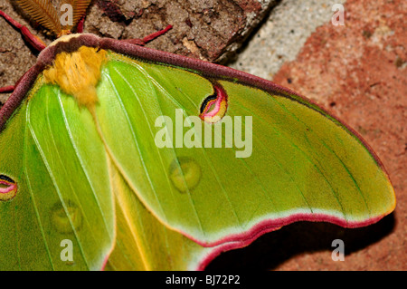 Verde Luna moth (Actias luna) close-up. Foto Stock