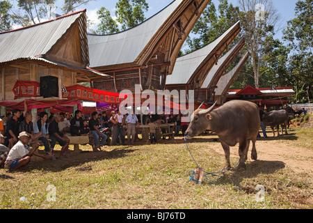 Indonesia Sulawesi, Tana Toraja, Bebo village, Torajan funerale, buffalo in attesa di macellazione rituale Foto Stock