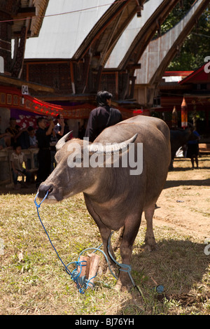 Indonesia Sulawesi, Tana Toraja, Bebo village, Torajan funerale, buffalo in attesa di macellazione rituale Foto Stock