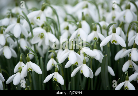 Snowdrops 'Galanthus nivalis' Foto Stock