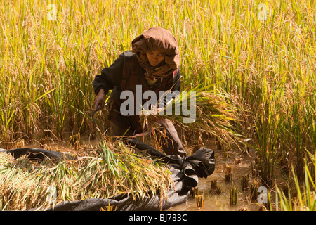 Indonesia Sulawesi, Tana Toraja, Londa village donna campo di raccolta di riso da solo Foto Stock