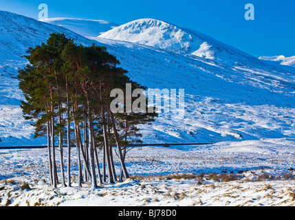 La Scozia, Highlands scozzesi, Dirrie più. Tasca di pino silvestre in mezzo al paesaggio aperto della Dirrie più vicino Braemore. Foto Stock