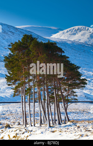 La Scozia, Highlands scozzesi, Dirrie più. Tasca di pino silvestre in mezzo al paesaggio aperto della Dirrie più vicino Braemore. Foto Stock