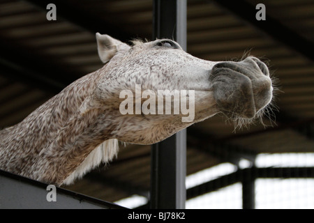 Cavallo Bianco con macchie marroni funny pongono a sbadigliare in aria aperta stabile aperta mese Foto Stock