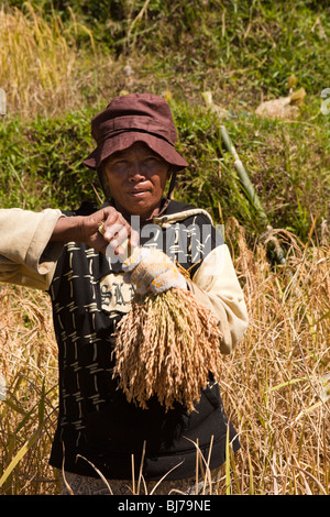 Indonesia Sulawesi, Tana Toraja, Lokkomata, risone raccolto a mano, uomo azienda mazzetto di tagliare grano maturo Foto Stock