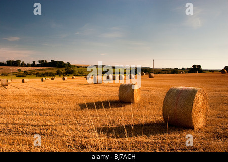 Balle di fieno in campo nella luce del sole serale. Foto Stock