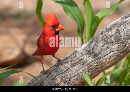 Il Cardinale settentrionale (Cardinalis cardinalis superbus), maschio. Foto Stock