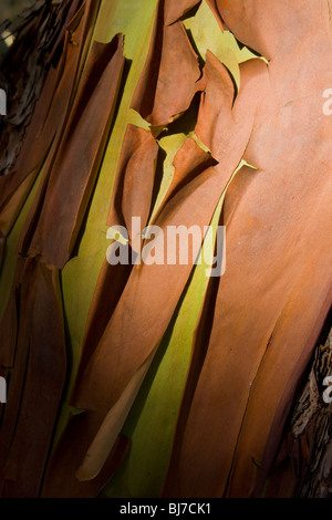Primo piano della corteccia su arbutus tree Foto Stock