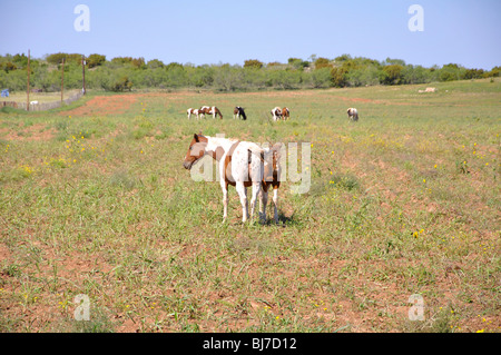 Horse ranch in Texas di alta pianura Foto Stock