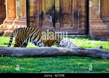 Arancione e bianco le tigri del Bengala salutando Foto Stock