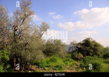 Israele, Gerusalemme montagne, un olivo (sinistra) e un albero di quercia sul Monte Tzuba Foto Stock