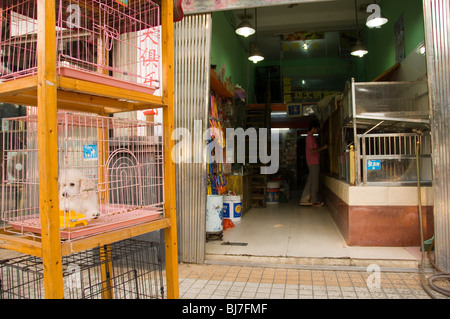 Pet Shop in Jiujiang. Provincia di Jiangxi , Cina Foto Stock