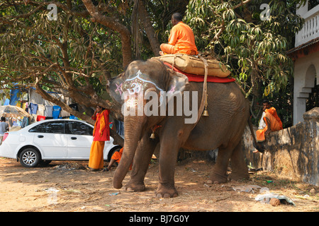 Tempio elephant facendo strada su Baga road. Foto Stock