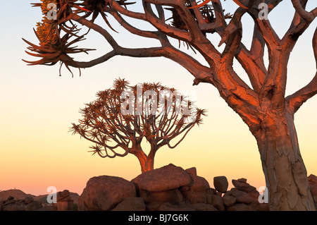 Faretra alberi al tramonto Foto Stock