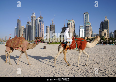 Cammelli sulla spiaggia in Dubai Emirati Arabi Uniti Foto Stock