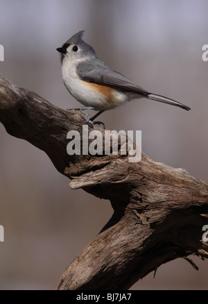 Tufted alimentatore cincia songbird ohio Foto Stock