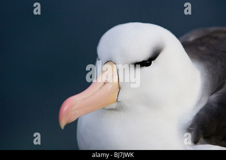 Nero-browed Albatross Thalassarche melanophrys Schwarzbrauenalbatros Mollymawk Saunders Island Isole Falkland Foto Stock