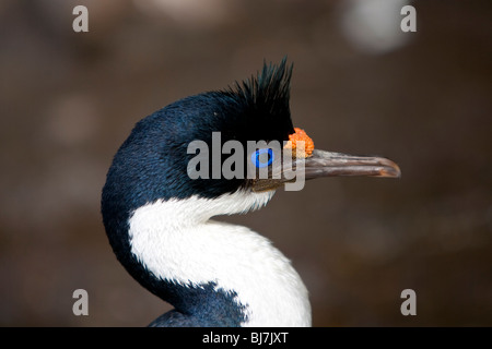 Blauaugenscharbe Phalacrocorax atriceps albiventer Imperial shag Rookery Saunders Island Isole Falkland Foto Stock