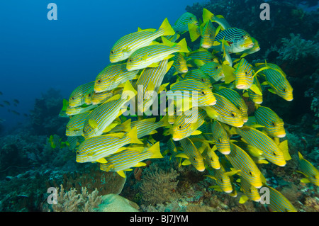 Giallo-nastro sweetlips Plectorhinchus polytaenia Foto Stock