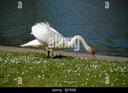 Un cigno bianco alimentare nei pressi di un lago. Foto Stock